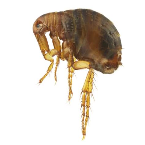 Did not work on our northern minnesota deck! Pest Control Canberra | Get A Quote Today (02) 6147 2277