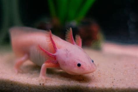 Axolotl Red Leg Causes And Treatment