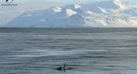 Whale Watching Iceland February - Orcas in Snaefellsnes - Láki Tours