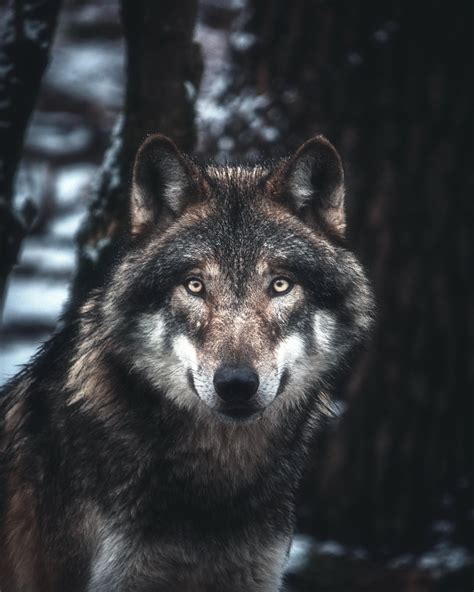 Grey Wolf Wolf Photos Grey Wolf Nature Photography