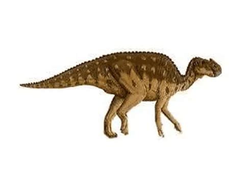 Aralosaurus Description Size Fossil Diet And Facts