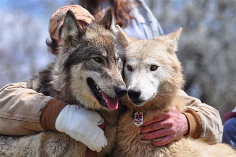 Hybrid Wolves Gaining Popularity News Herald