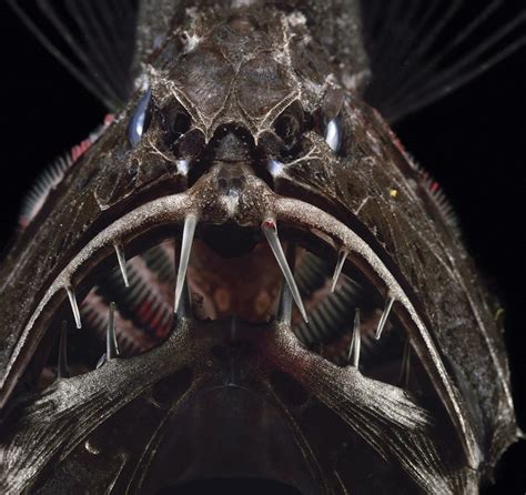 12 Of The Weirdest Deep Sea Creatures That Lurk In The Oceans Bbc