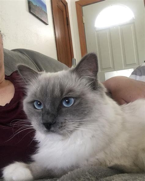 Find ragdolls for sale in detroit on oodle classifieds. Ragdoll Cats For Sale | Fenton, MI #307880 | Petzlover