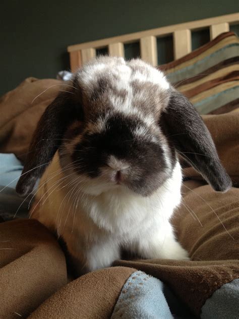 See more of bunny face on facebook. Adorable bunny face (With images) | Bunny face, Bunny, Cute bunny