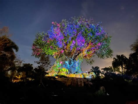 Photos Video Tree Of Life Awakenings Projection Show Performing On