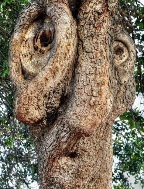 Amazing Nature Weird Trees Tree People Twisted Tree Tree Faces