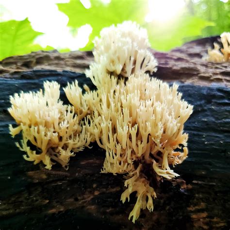 Crown Tipped Coral Michigan Us Mushrooms Fungi Nature Photography