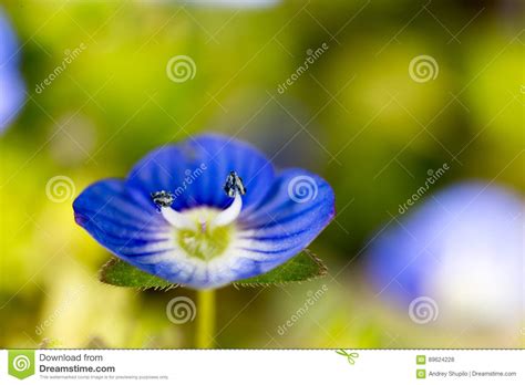 Beautiful Little Blue Flower On Nature Stock Photo Image Of Spring