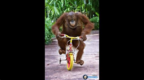Monkey Riding A Bike Super Funny Animal Videos 2017 New Compilation