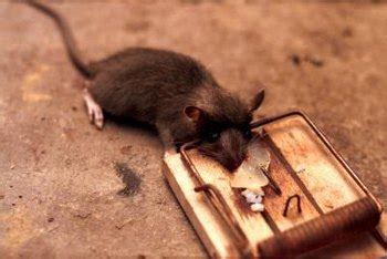 Mice can be cute, but they become less cute when they invade your home and eat your food. Safe Alternatives for Getting Rid of Mice in Your Home ...