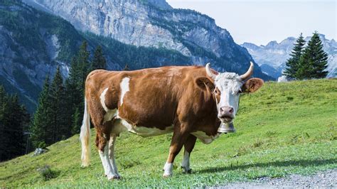 Free Photo Cow Meadow Pasture Mountains Free Image On Pixabay