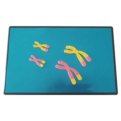 Buy ZMX Human Chromosome Model Anatomical Model - Biology Teaching