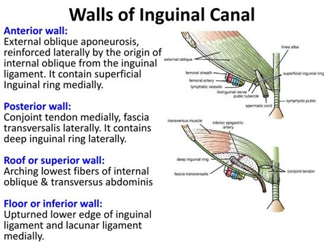 It is an oblique canal about 4 cm. PPT - Inguinal Region & Secrotum PowerPoint Presentation ...