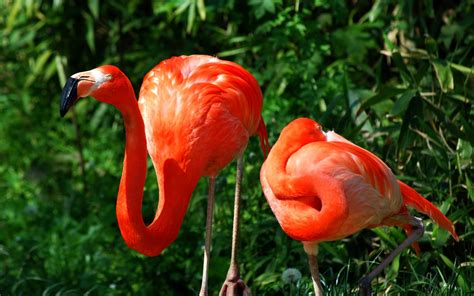 Animals Birds Flamingos Colors Wallpapers Hd Desktop And Mobile
