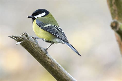 May 2019 Bird Of The Month Great Tit The English Garden