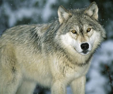 Adirondack Wolves A Once Extinct Species Returning To The Adirondacks