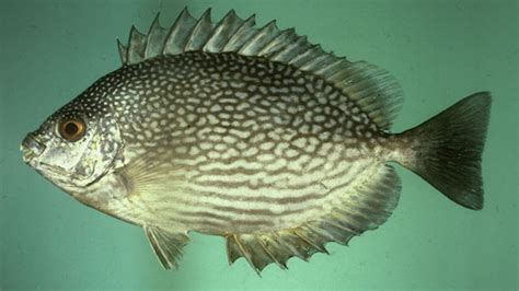 Memiliki bentuk yang unik, ikan ini digemari oleh ikan mas koki memiliki nama latin carrasius auratus dan biasa hidup di perairan dangkal dan berudara sejuk. Jenis-jenis Ikan Laut yang Populer Untuk Dikonsumsi | KepoGaul