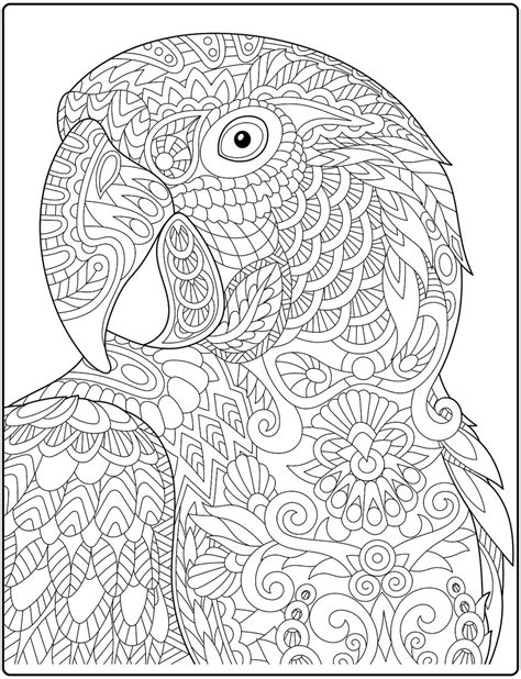 Colorful Parrots Tropical Birds Pdf Coloring Book For Adults Rachel