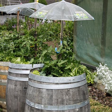 Sie haben vor ein haus selber zu bauen?ich zeige euch, wie sie von null aus beginnen können. Tomatenhaus selber bauen: So geht's | Tomaten haus ...