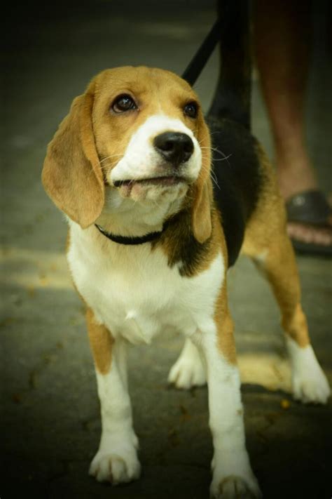 My Beagle Bella Beagle Forum Our Beagle World Forums