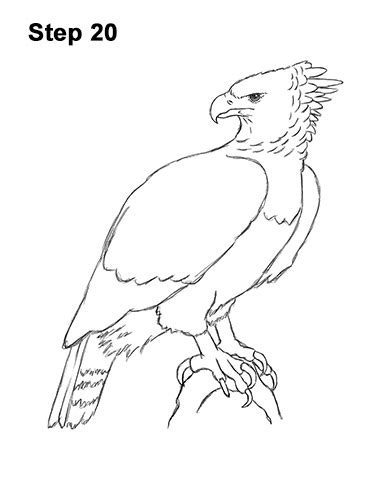 How To Draw A Harpy Eagle Video And Step By Step Pictures