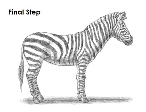 How To Draw A Zebra