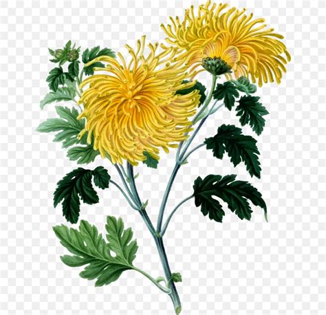 Chrysanthemum Botany Botanical Illustration Drawing Png 646x793px