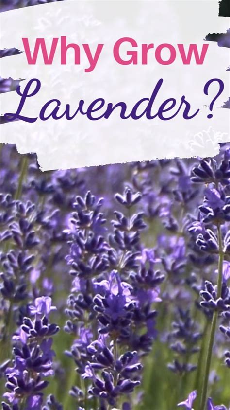 Why You Should Grow Lavender An Immersive Guide By Blooming Anomaly