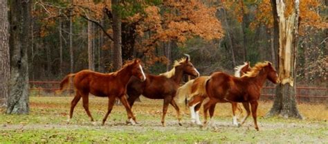 Maybe you would like to learn more about one of these? Deer Lake Cabins Ranch Resort Lake House and Cabin Rentals ...