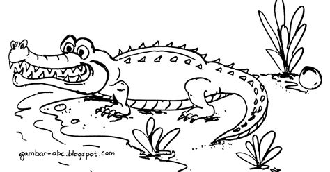 Gambar Mewarnai Buaya - Contoh Gambar Mewarnai