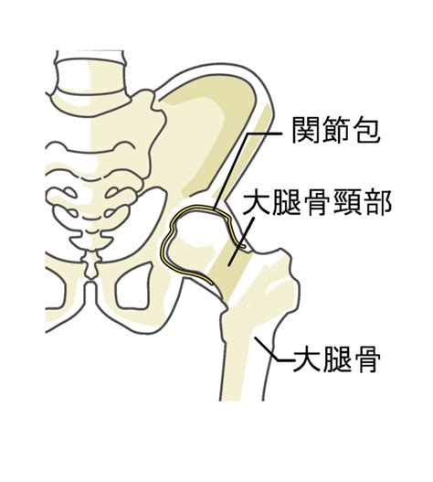 変形性股関節症専門施術|赤羽のちいさな整体院 | 北区赤羽で ...