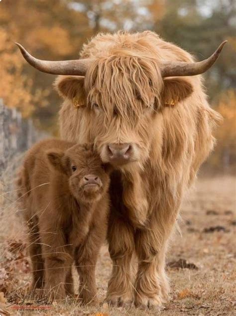 Highland Cow With Newborn Calf Personal Checks Gambaran