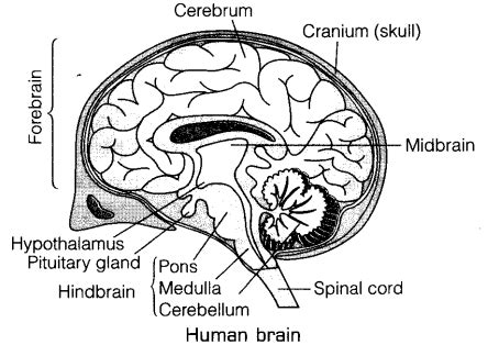 Brain Drawing With Labels at GetDrawings | Free download