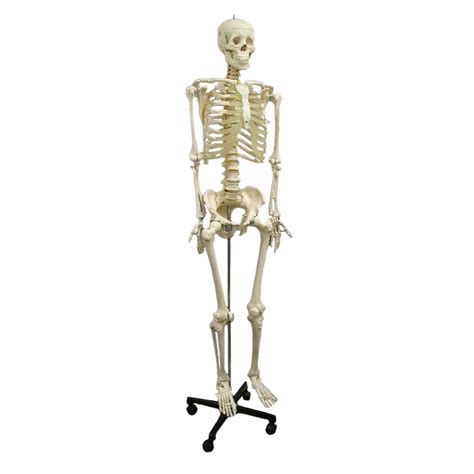 Anatomical Model Life Size Skeleton Medical Supplies