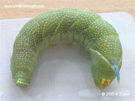 It is, apparently, the impatiens hawk moth caterpillar. Lime Hawkmoth and caterpillar, Mimas tiliae | Wildlife Insight