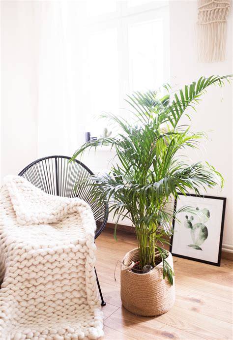 Für modernen großstadtlook empfehlen sich dagegen zamioculcas, kakteen und sukkulenten oder hochwachsender bambus. 5 pflegeleichte Zimmerpflanzen für euer Zuhause ...