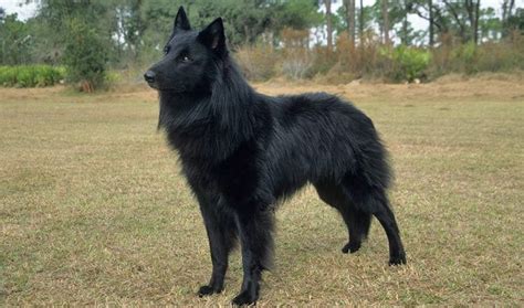The cost of a belgian tervuren puppy varies depending on the breeder's locale, whether the pup is male or female, what titles his parents have, and puppies are loads of fun, but they require a lot of time and effort. Shepherd Breeds: 10 Different Types of Shepherd Dogs