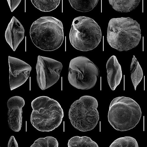 Selection Of Significant Benthic Foraminifera From The Studied Interval