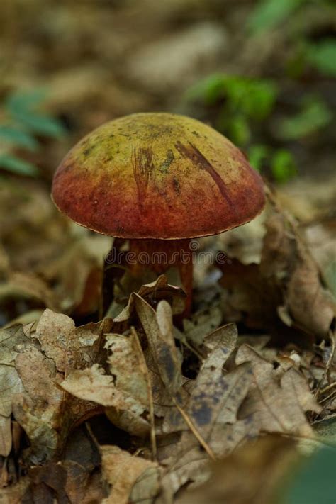 Deviland X27s Bolete Boletus Satanas Mushroom Is Growing In The Forest