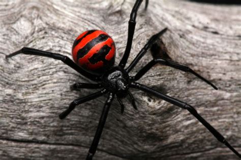 South American Black Widow Latrodectus Curacaviensis · Inaturalist