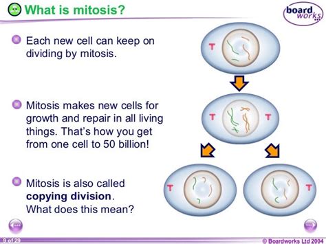 Ks4 Cell Division And Fertilization