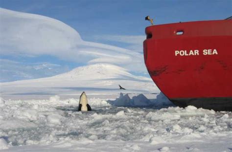 Antarctic Whales Ice Stories Dispatches From Polar Scientists