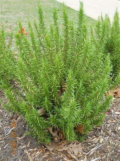 Rosemary Plants Landscape Plant Tall Herb Shrub