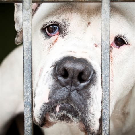 11 Facts About Animal Cruelty