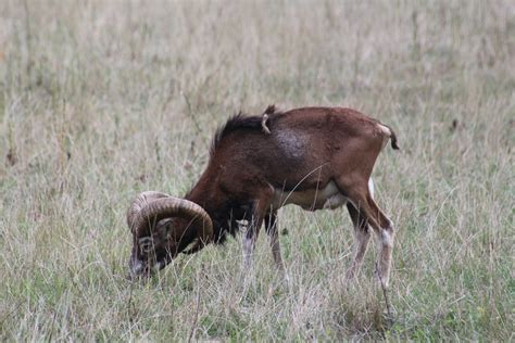 European Mouflon Zoochat