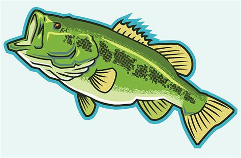 Striped Bass Illustrations Royalty Free Vector Graphics And Clip Art