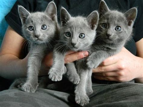 They were born on 24 of july and would be ready for a new home in october. For sale, beautiful Russian Blue Kittens - El Segundo ...