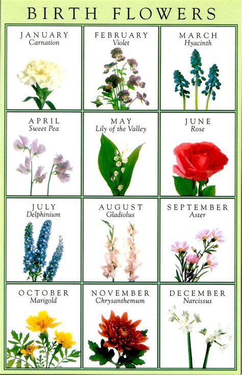 Monthly flower guide (with images) | birth flowers, birth. Birth Flowers greeting card | Gemstones & Flowers | Pinterest