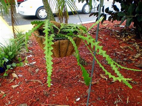 I'll briefly describe how i propagated my plant, and then talk about the care of fishbone cactus. Rick Rack Cactus | Succulents in containers, Cactus and ...